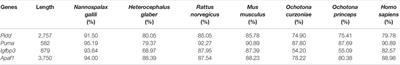 Response to Different Oxygen Partial Pressures and Evolution Analysis of Apoptosis-Related Genes in Plateau Zokor (Myospalax baileyi)